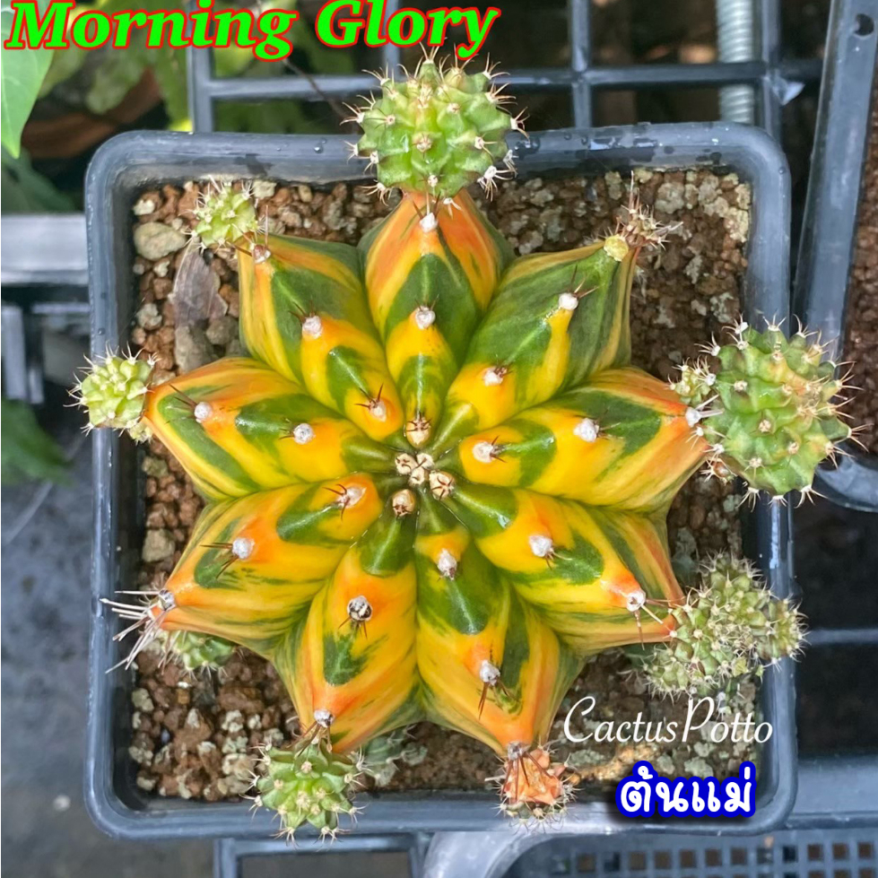 ❤️❤️มีส่งด่วน❤️❤️แคคตัส โคลน Morning Glory /Cactus /Gymno. morning glory /Gymnocalycium/ยิมโนด่าง