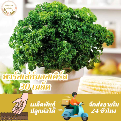 เมล็ดพันธุ์ พาร์สเลย์ มอสเคิร์ล 30 เมล็ด Moss Curled Parsley Seed เมล็ดพันธุ์แท้ นำเข้าจากต่างประเทศ ปลูกผัก สวนครัว