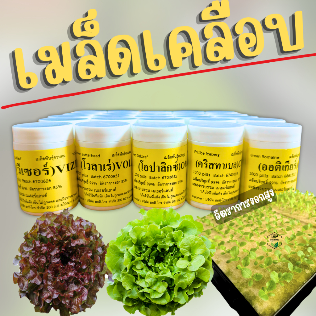 เมล็ดเคลือบ [1,000 เมล็ด] เมล็ดชนิดเคลือบผักสลัด ENZA ZADEN อัตราการงอกสูง