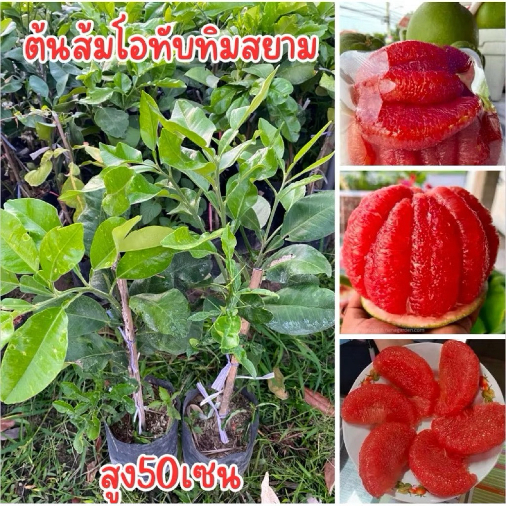 ต้นส้มโอเเดงทับทิมสยาม ถุงใหญ่ เสียบยอด ต้นสูง50เซนครับ