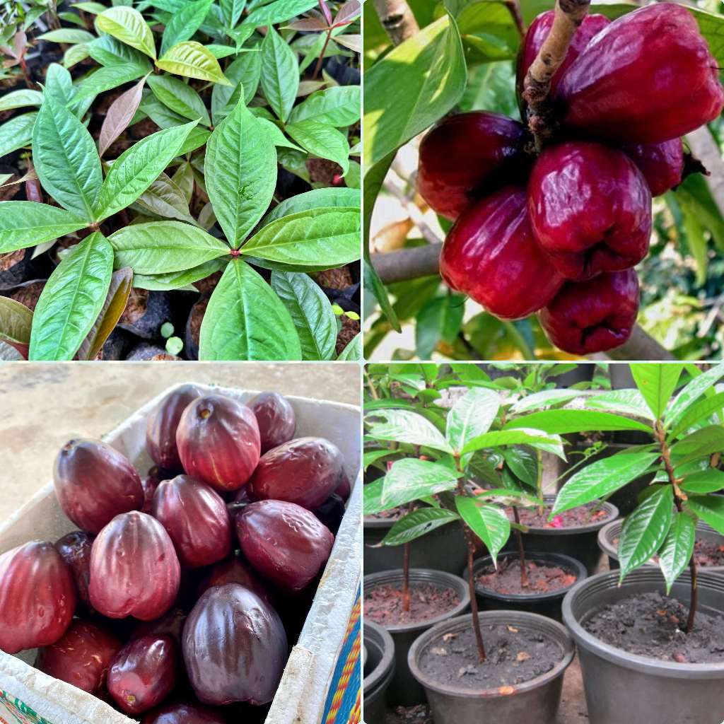 ต้นชมพู่มะเหมี่ยว มะเหมี่ยว ต้นสูง 30-50 ซม แข็งแรงพร้อมปลูก🍎🥦  เนื้อหนานุ่ม หอม และ มีรสชาติหวานอมเปรี้ยว