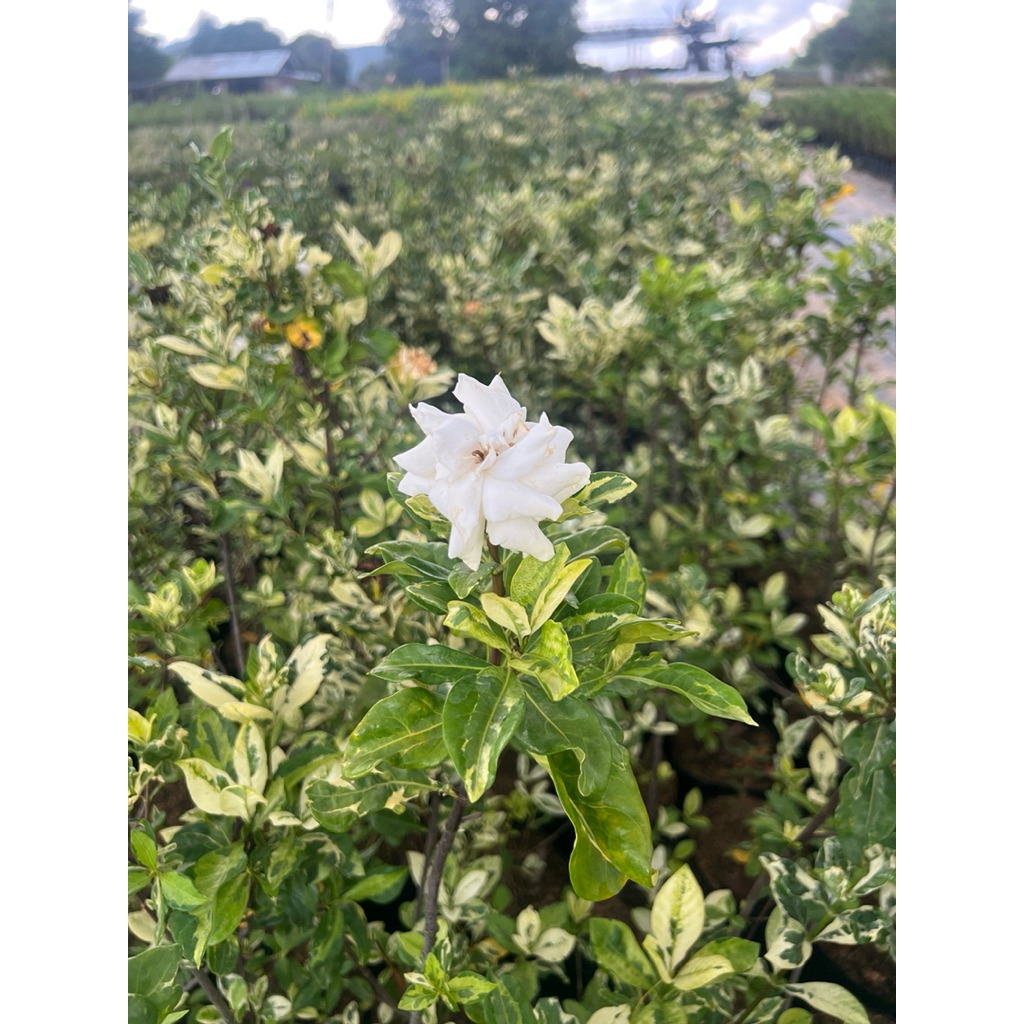 ต้นพุดซ้อนด่าง Gardenia augusta