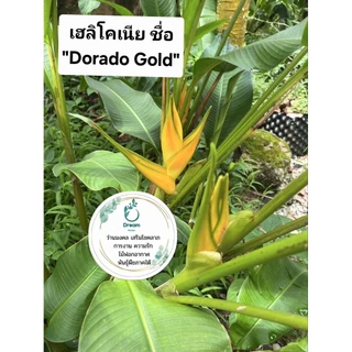รอลิเลียน่า คาวายูชิ รอสตาต้า ปักษาสวรรค์ เบิร์ดออฟพาราไดซ์ บันไดสวรรค์ เฮริโคเนีย เฮลิโคเนีย ไม้ทำรั้ว จัดสวนทรอปิคอล