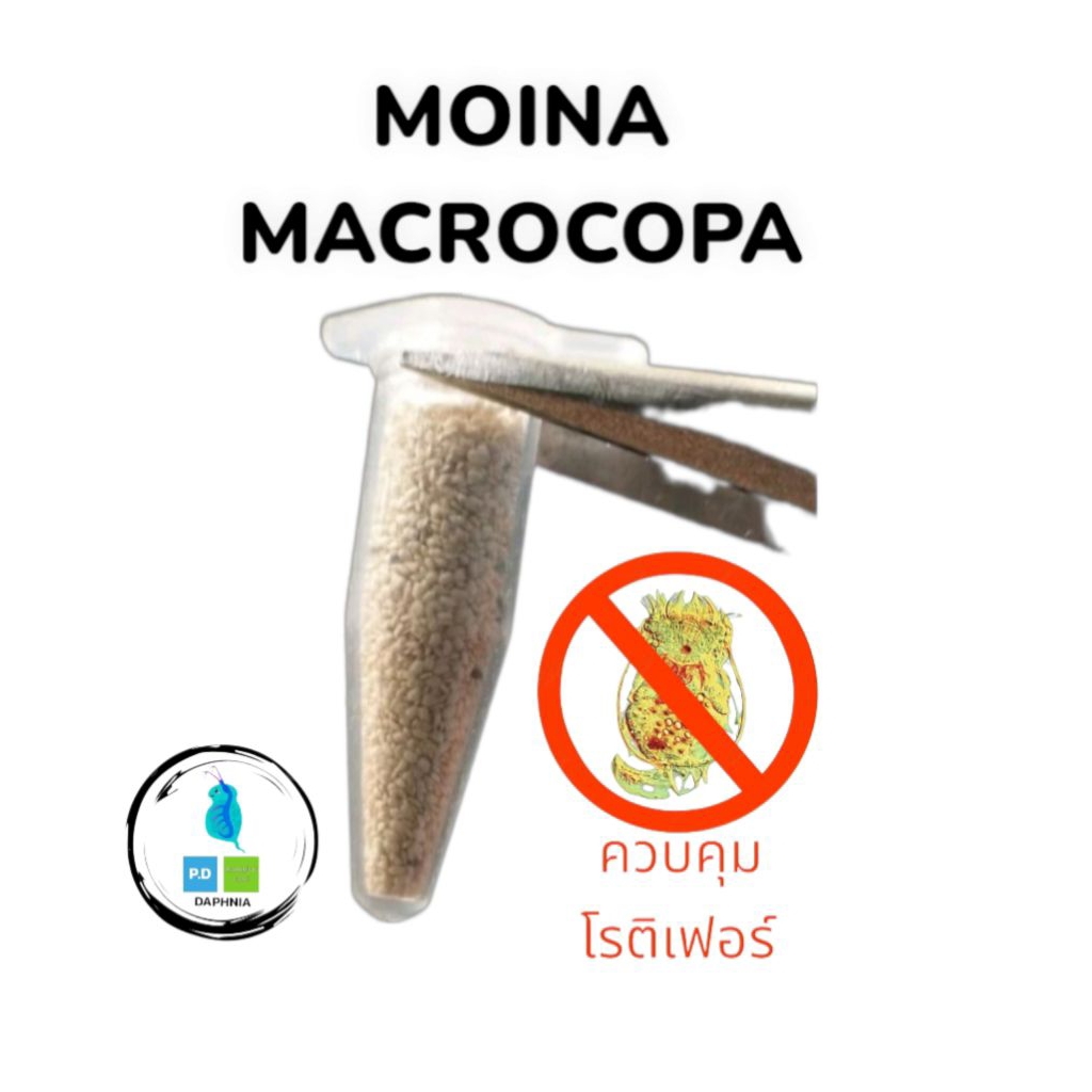 ไข่ไรแดงMoina macrocopaไม่ฟักเคลมฟรี