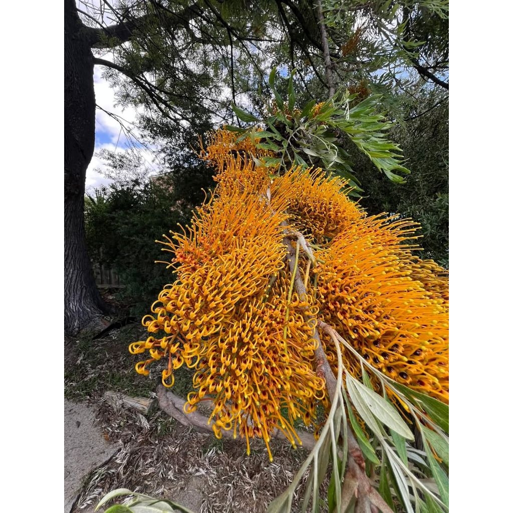 ต้นกล้าซิลเวอร์โอ๊คออสเตรเลียแพค 10 ต้น 80-90cm - รูปที่ 2