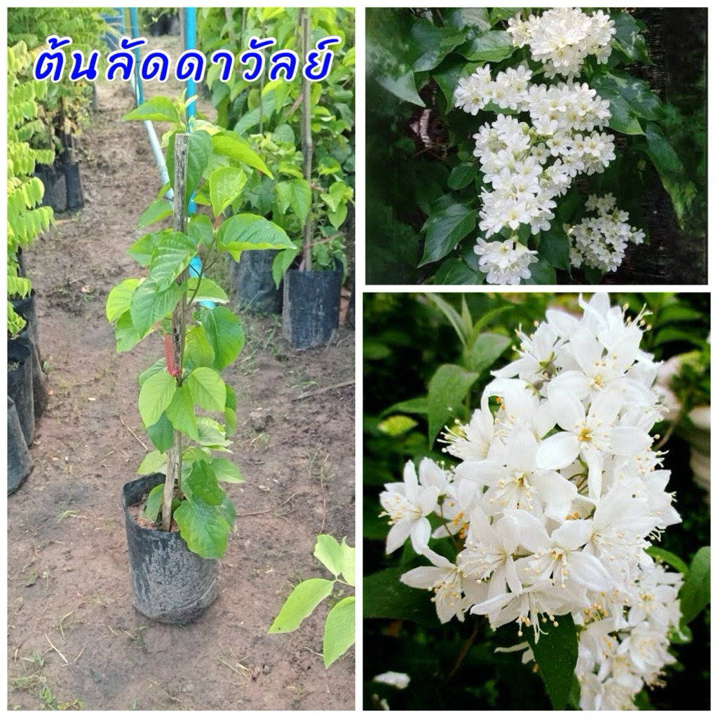 ต้นลัดดาวัลย์ ไม้เลื้อยดอกสีขาว นิยมปลูกทำซุ้มออกดอกได้ตลอดทั้งปี แต่ดอกจะดกในช่วงฤดูหนาว