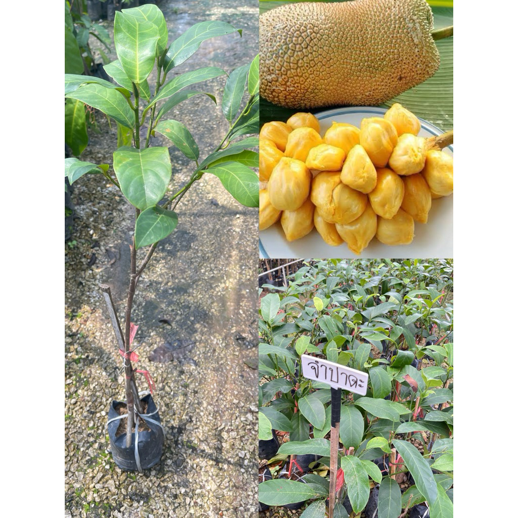 ต้นจำปาดะขวัญสตูล  ผลใหญ่ยาว เนื้อหนาหวานหอมอร่อย  ต้นพร้อมปลูก สูง 80-90ซ.ม แบบทาบกิ่ง