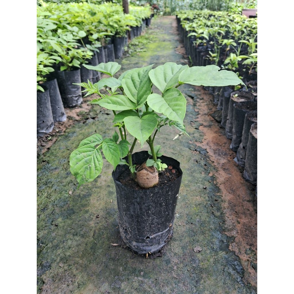 ต้นเพกาเตี้ย🌱🌱🌱(ปักชำราก)ชุด 2ต้น 100บาท ต้นพร้อมปลูก - รูปที่ 6