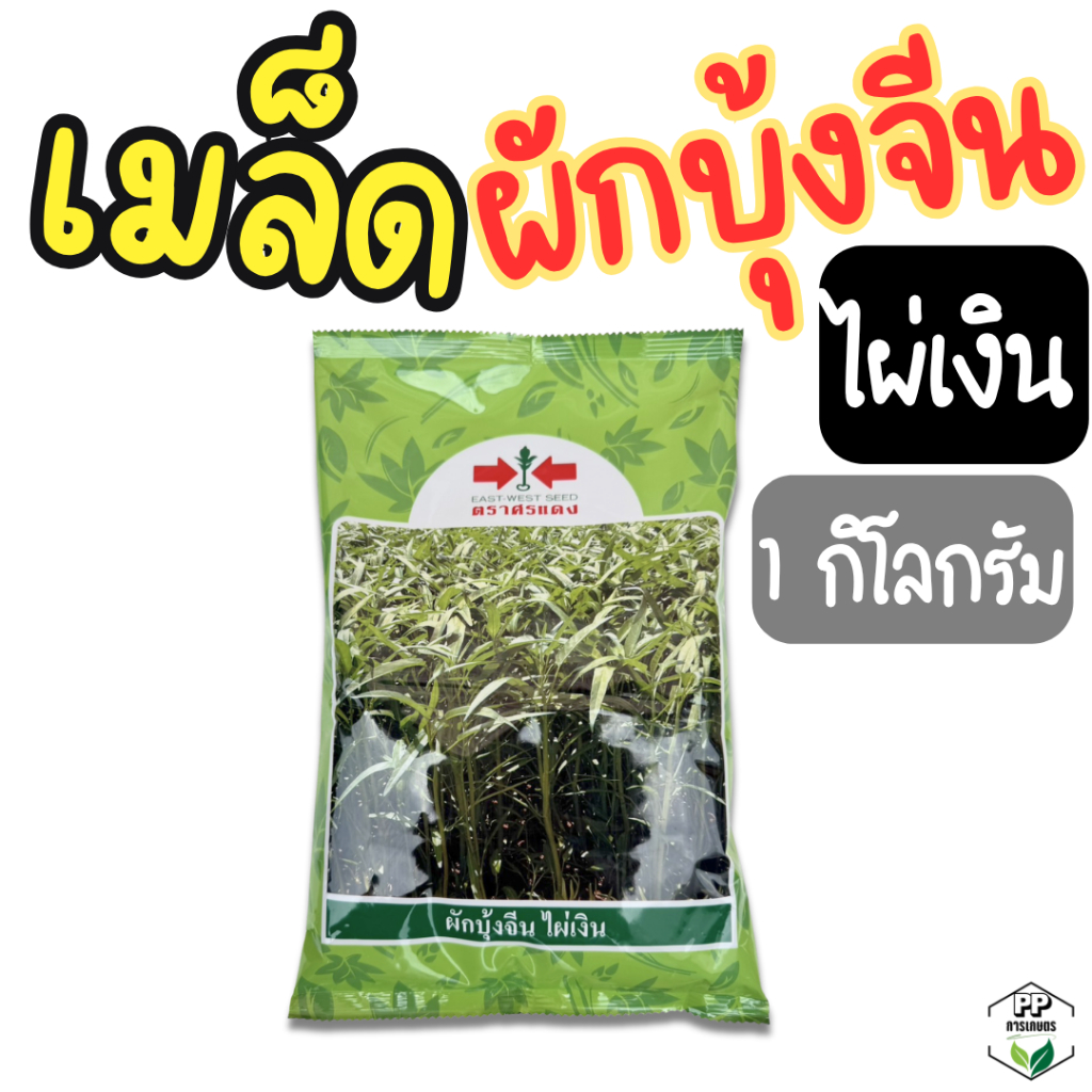 ผักบุ้งจีนไผ่เงิน เมล็ดผักบุ้งจีน 1,000 กรัม อัตราการงอกดี