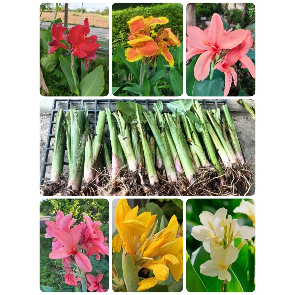 ดอกพุทธรักษาคละสีลุ้นสีให้ 1 ชุด 6 หน่อ ได้หลายสี ไม้ดอกไม้ประดับมงคล⭐🌱