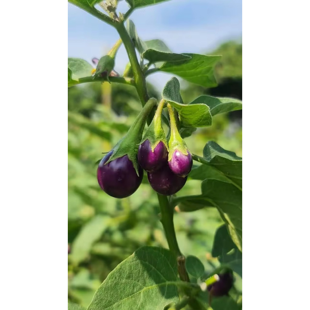 มะเขือตอแหลสีม่วง1ต้นถุงดำขนาดมะเขือยังตอแหลงงเด้,🤪ง ผักสวนครัว 🥰🥰🥰💓