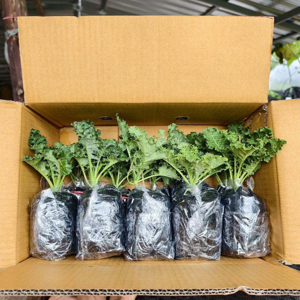 ต้นเคลเขียวใบหยิกเซ็ต 10 ต้น สูง 15-20 ซม.