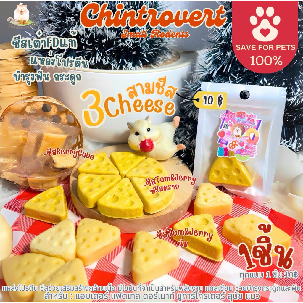 Chintrovert ✨| Mini 3 Cheese 3 ชีสจิ๋ว 🧀| แฮมเตอร์ แฟตเทล ดอร์เมาท์ ชูการ์ไกร์เดอร์ สุนัข แมว