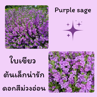 ต้นนีออนแคระไต้หวัน ถุงชำ4นิ้ว ( โปร 2 ต้น 50 ) ดอกสีม่วงอ่อน ต้นเล็กฟอร์มสวย ทนแล้ง เลี้ยงง่าย
