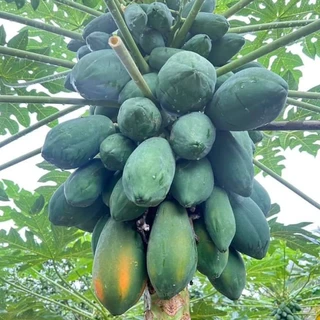 เมล็ดพันธุ์มะละกอเรดเลดี้ 1 ซอง ขนาด 30 - 40 เมล็ด