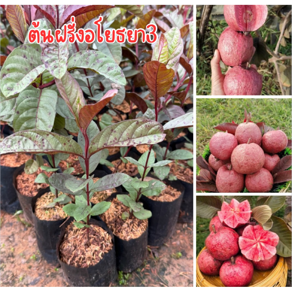 ต้นฝรั่งเเดงอโยธยา3 เพาะเมล็ด พร้อมส่งพร้อมปลูก