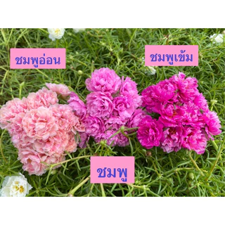 แพรเซี่ยงไฮ้ 45สี เลือกสีได้ 10กิ่ง19บาท สีตรงปก ร้านเรามีสีเยอะสุดในช๊อปปี้คอนเฟิร์มครับ🥰🙏สั่งสีไหนมารับสีนั้น 100%ครับ