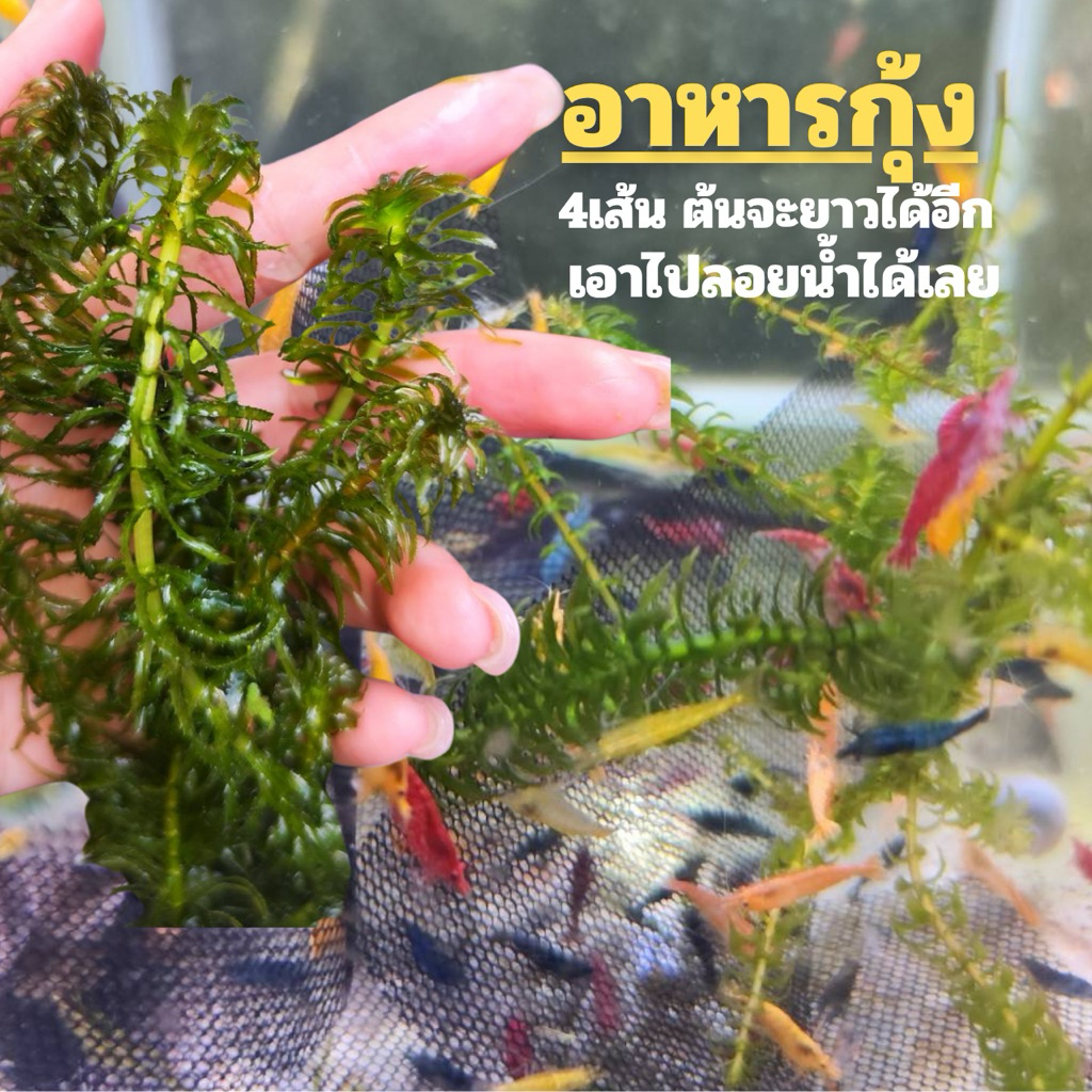 ต้นเดจ๊าด (4เส้น) กุ้งชอบกิน☘️🌳