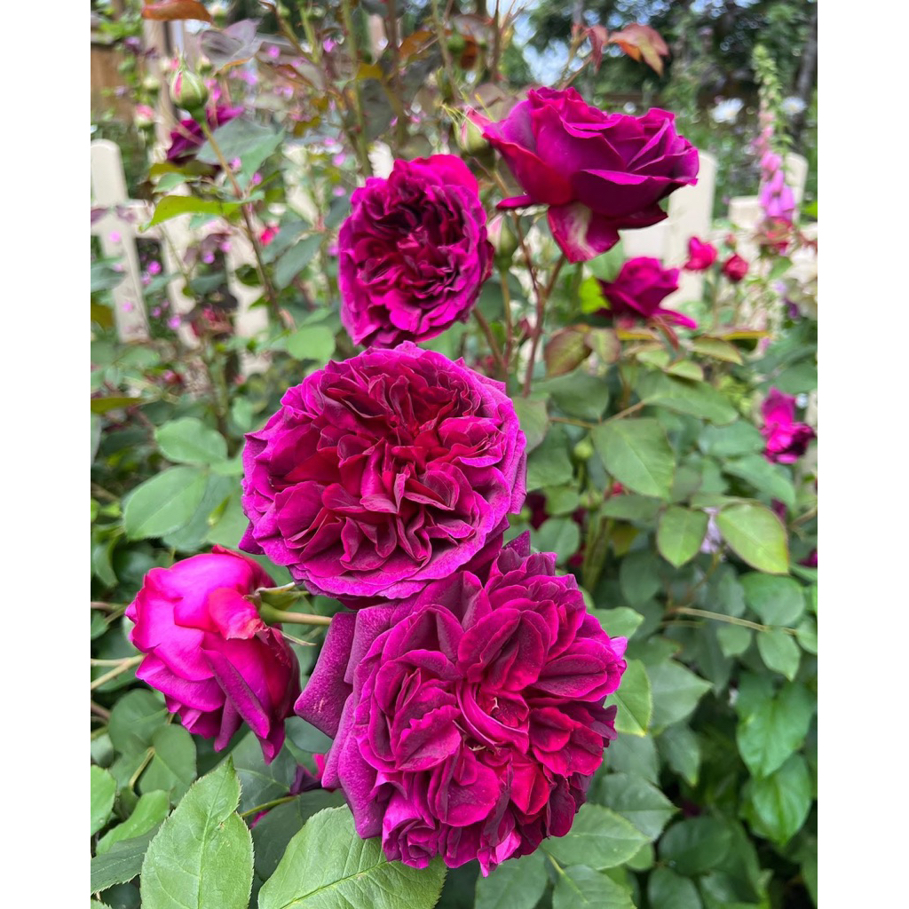 Munstead  wood กุหลาบมันสตีด วูด 🌹 กุหลาบทรงพุ่ม หอมแรง