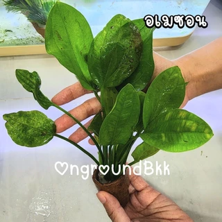 🌿พร้อมส่ง ต้นไม้น้ำ สาหร่ายหางกระรอก สาหร่ายพุงชะโด สาหร่ายเดนซ่า ดาวกระจาย อเมซอน ผักชี พร้อมกระถาง ไม้น้ำ ต้นไม้ตู้ปลา