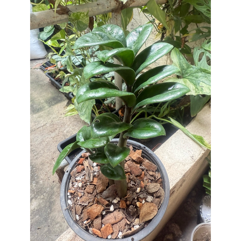 กวักมรกต​แคระ สายพันธ์​ฮอลแลนด์ จัดส่งพร้อมกระถา 6 นิ้ว​ - รูปที่ 2