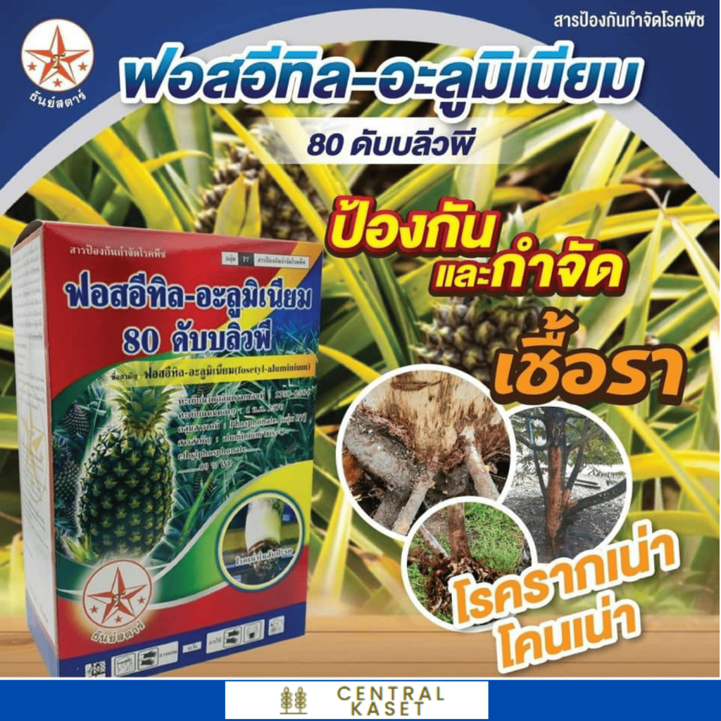 ฟอสอีทิล-อะลูมิเนียม 80 ดับบลิวพี ตราธันย์สตาร์ ขนาด 1 กิโลกรัม ป้องกันกำจัดโรคพีช