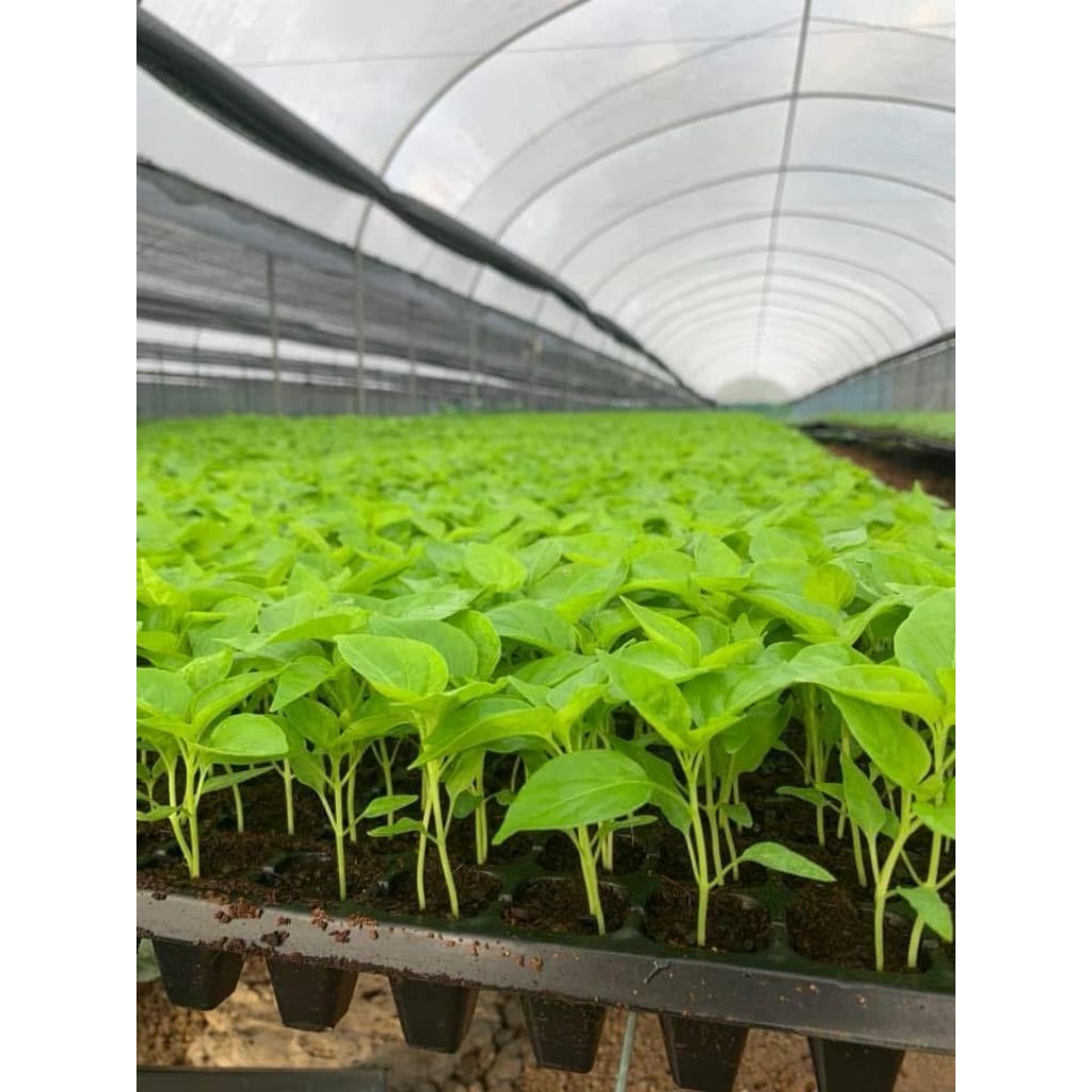 ต้นกล้าพริก ต้นกล้ามะเขือ รากดี ต้นสวย พร้อมปลูก