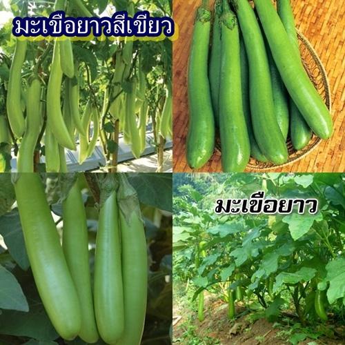 200+ เมล็ด เมล็ดมะเขือยาวสีเขียว (ปลูกง่ายมาก ผลยาวสีเขียว รสชาติหวานกรอบอร่อย ออกผลดก ดูแลง่าย ทานสดได้)