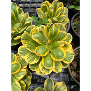 นาคราชทองอำพันด่างเหลือง ต้นมังกรทอง นาคราชทองคำ ต้นไม้มงคล Euphorbia Poissonii Variegata