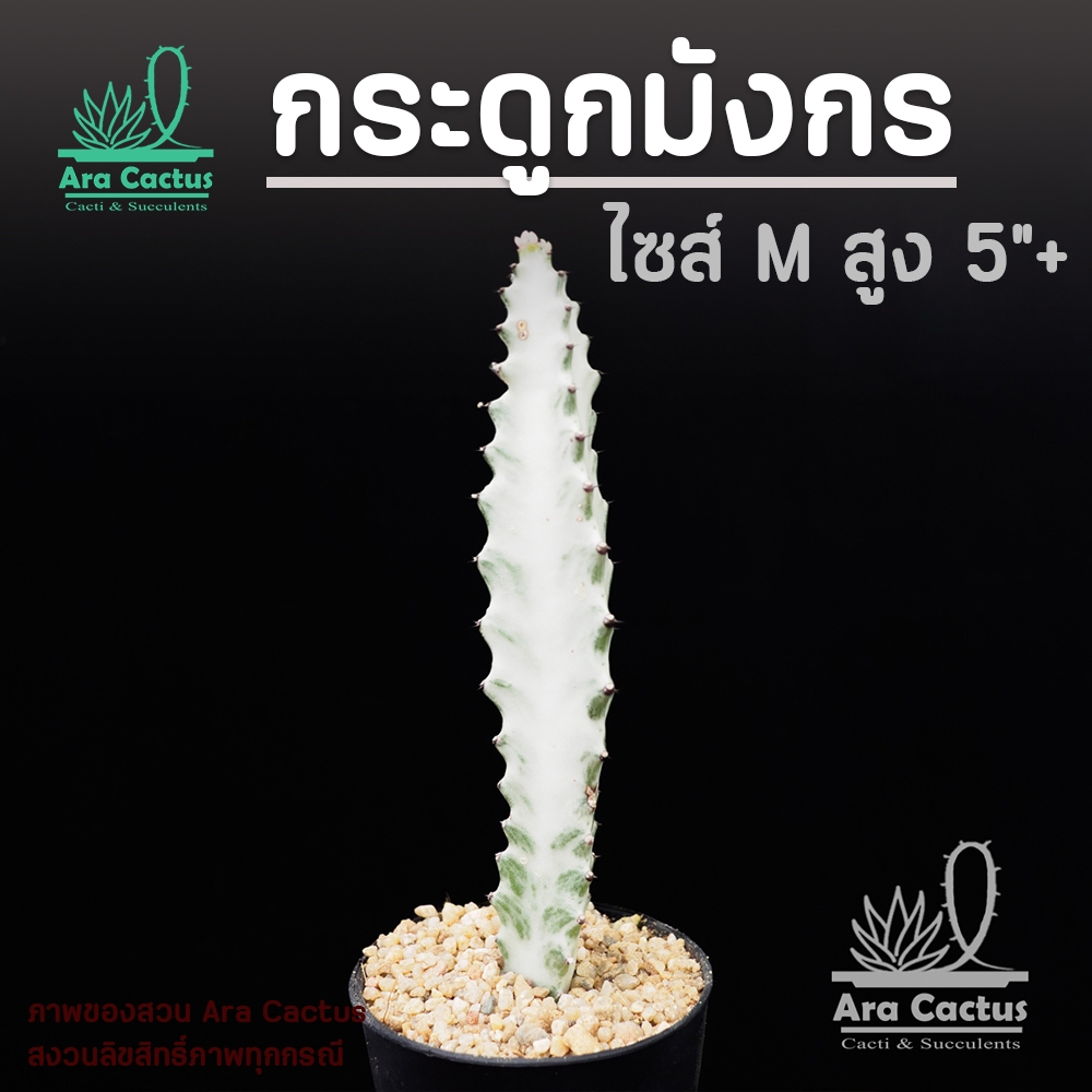 สวนขายเอง! ยูโฟเบียกระดูกมังกร Euphorbia lectea White Ghost ไซส์กระถาง 4 นิ้ว แคคตัส กระบองเพชร ต้นไม้ประดับ แคนตัส ไม้อ