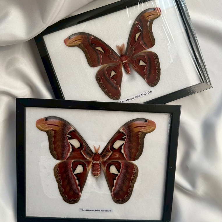 ผีเสื้อสต๊าฟ // The Attacus Atlas Moth
