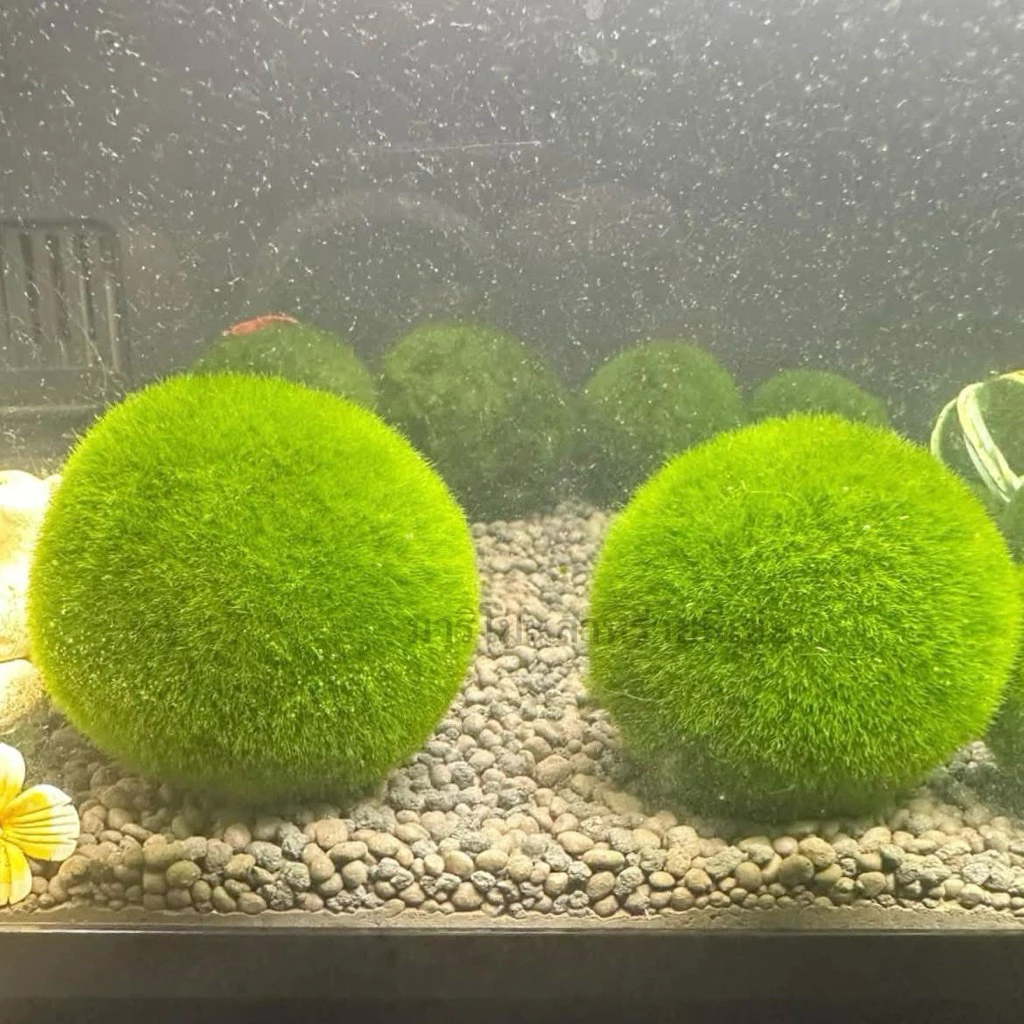 มาริโมะญี่ปุ่น🔥0.6,0.8cm.(ซื้อ5ลูกแถมปุ๋ยอาหาร) มีของพร้อมส่ง