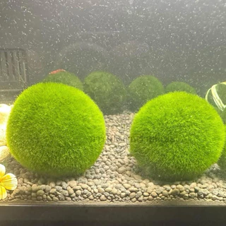 มาริโมะญี่ปุ่น🔥0.6,0.8cm.(ซื้อ5ลูกแถมปุ๋ยอาหาร) มีของพร้อมส่ง