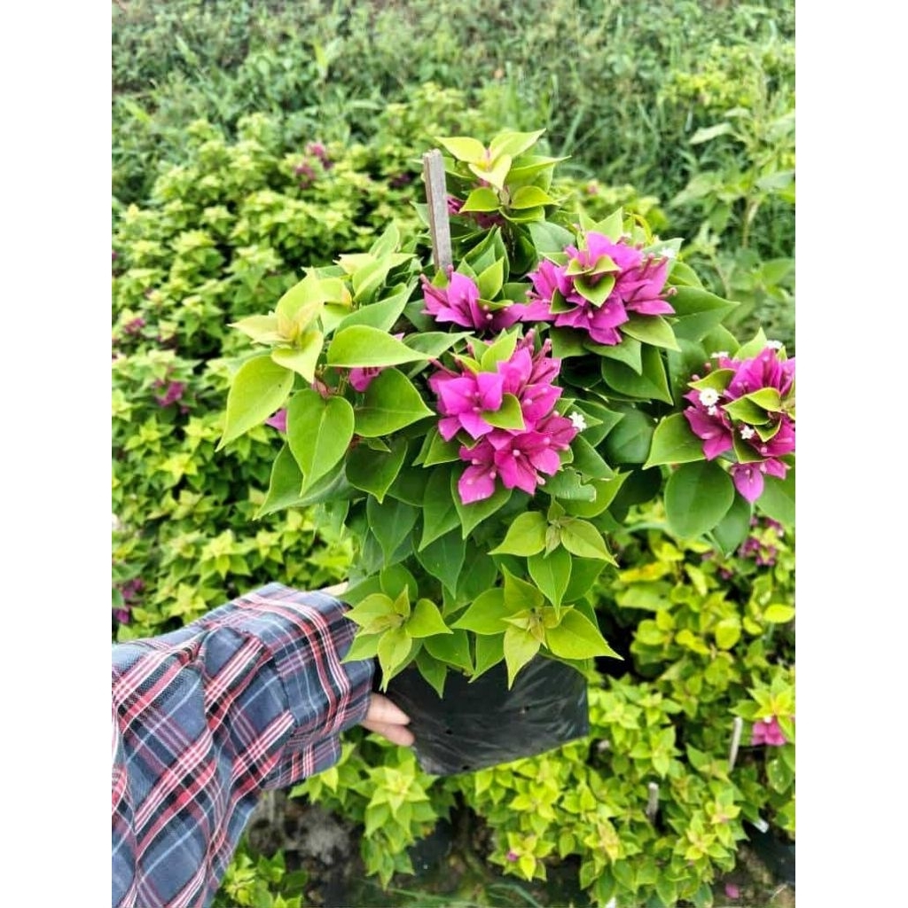 ดอกเฟื่องฟ้าสาวิตรี 1 ต้นถุงดำ ไม้ดอก ไม้ประดับ ราคาถูกสุดๆ🌱