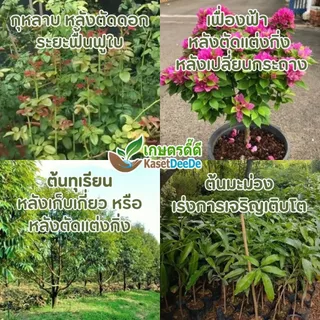 ปุ๋ย 25-7-7 เร่งโต เขียวไว แตกใบดี ยอดพุ่ง ต้นสมบูรณ์ แก้โทรม ฟื้นฟูต้น ต้องสูตรนี้ ชัวร์ เด๊ะ เด๊ะ👍 300G/1KG