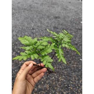 👉เฟินถูก👈เฟิร์นก้านดำ(1ก้าน)🌿คัดเกรด 🌿