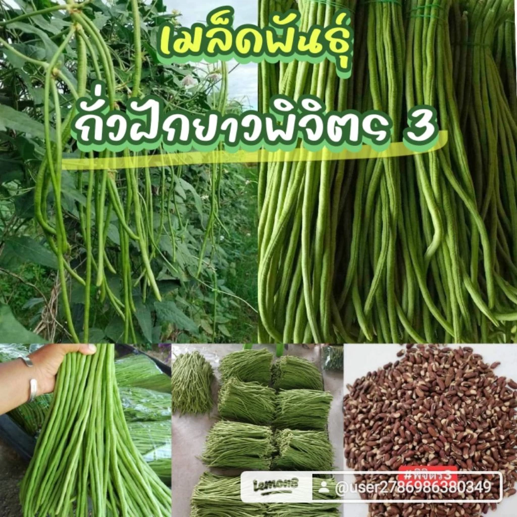 เมล็ดพันธุ์ถั่วฝักยาวพิจิตร 3 พันธุ์ดก 50 เมล็ด 39 บาท