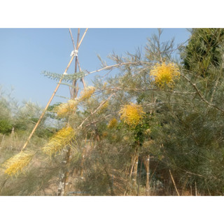 กิ่งตอนสนเกลวิลเลียเหลืองเลื้อย Grevillea กิ่งตอน