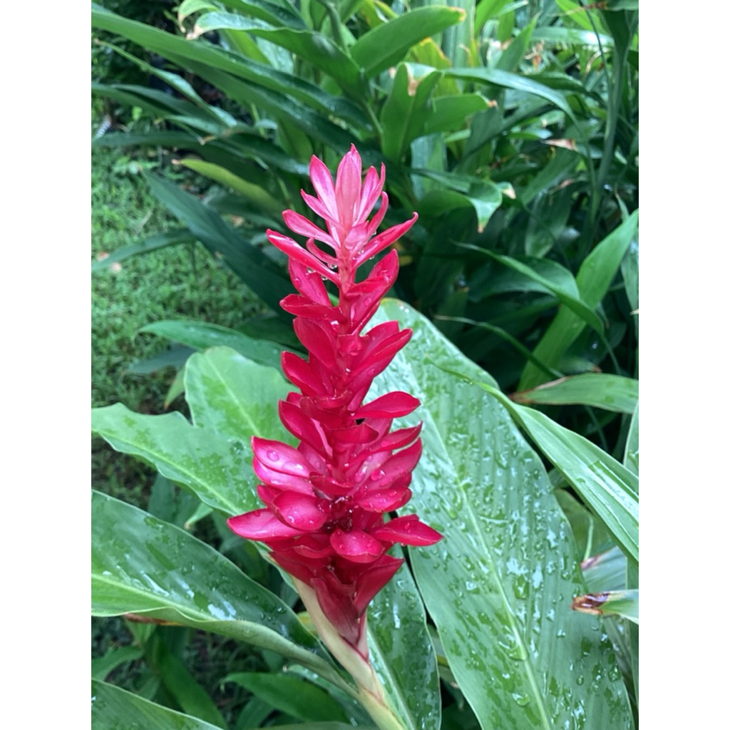 1 กอ มี 5 ต้น / ต้นขิงแดง Red Gingers ดอกสวย ออกดอกตลอดปี