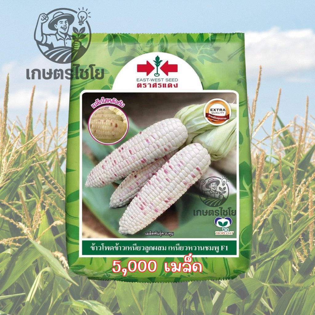 ข้าวโพดศรแดง เหนียวหวานชมพู 5000 เมล็ด