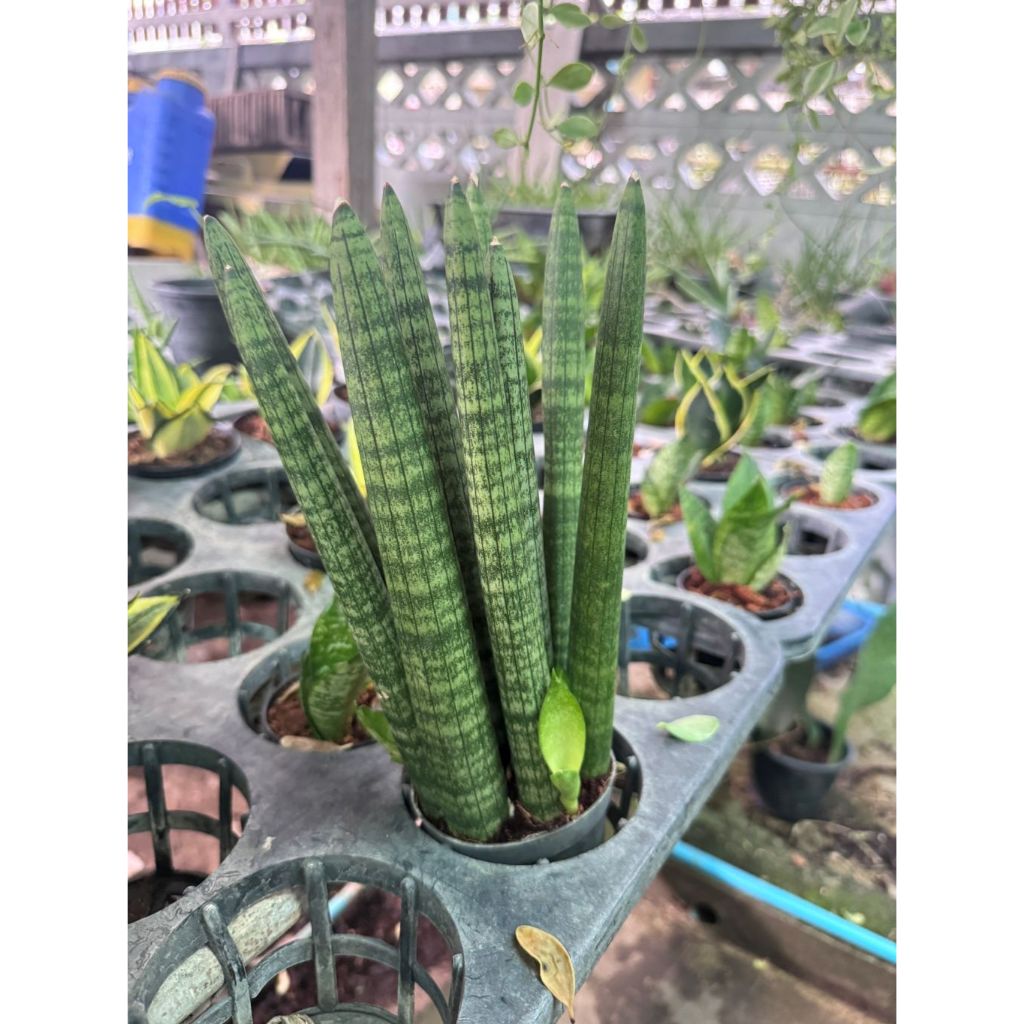 มุมมอง 2