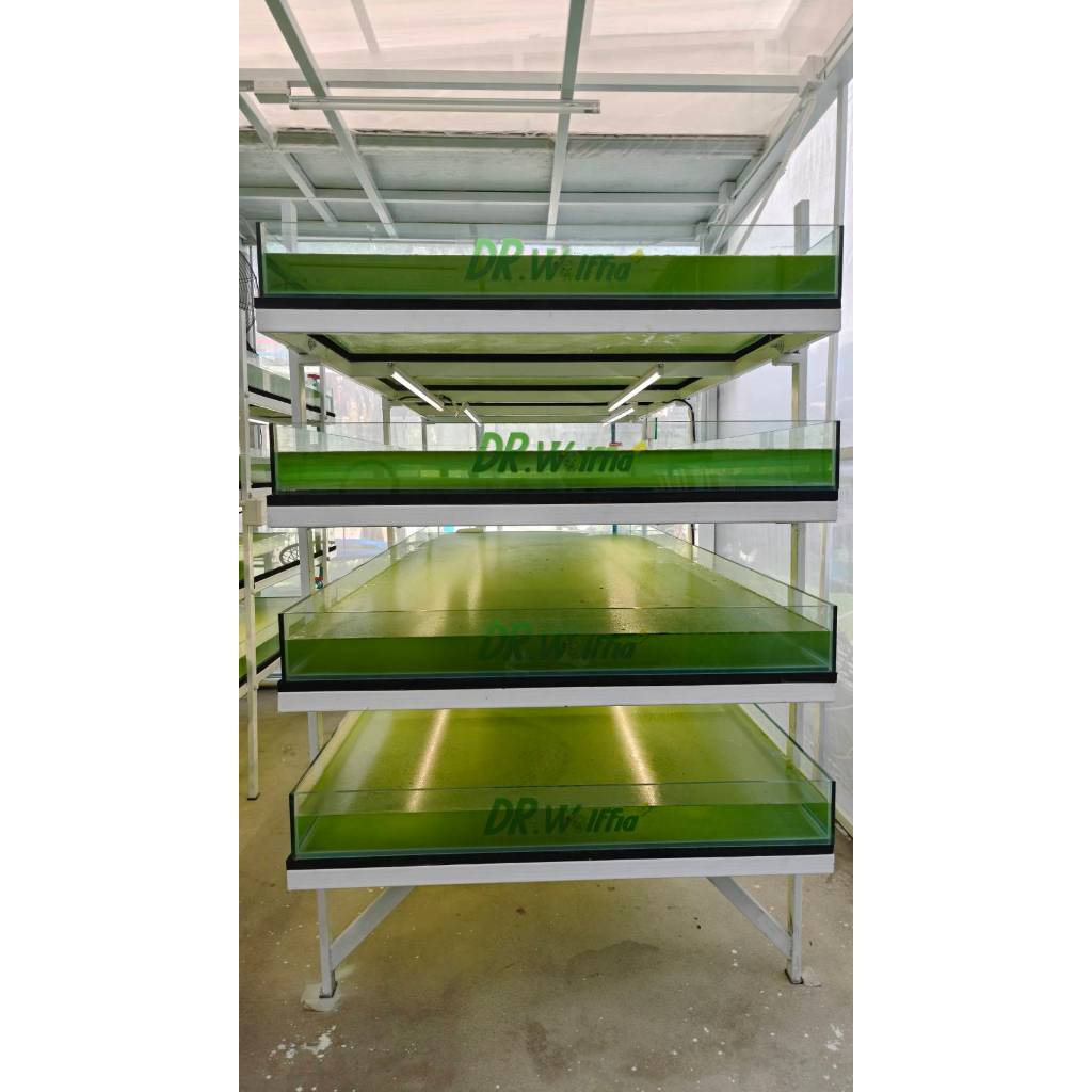 ไข่ผำอบแห้ง100% DR.Wolffia โรงเรือนได้รับมาตรฐาน GMP  ผลิตจากไข่ผำ 100% ผ่านการอบสุก ไม่ผสมสารกันเสีย มีทั้งแบบ บดละเ - รูปที่ 4