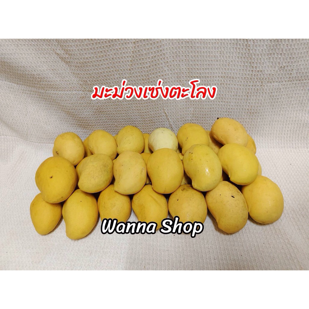 มะม่วงเซ่งตะโลง กก.ละ 100 บาท