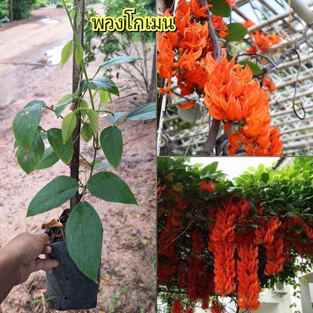 ต้นพวงโกเมน#ดอกสีส้มสดสวยมาก ช่อดอกยาว เป็นไม้เลื้อย สูง70-80ซ.ม