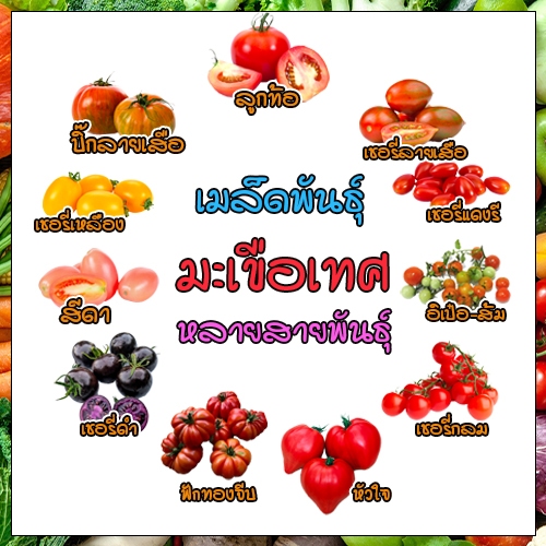 ชุดเมล็ดพันธุ์มะเขือเทศปริมาณ 8-50 เมล็ดรสชาติดี มีทั้งกลม ยาว เชอร์รี่ ลูกท้อ (ซื้อ 10แถม1 คละได้)