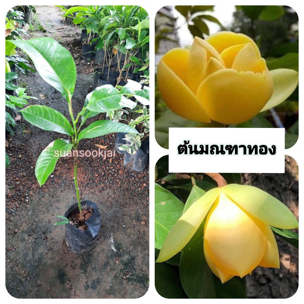 ต้นมณฑาทอง   มณฑาทอง