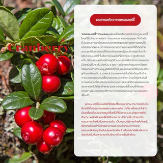 ผงแครนเบอร์รี่ ( Cranberry Powder ) ขนาด 100 กรัม