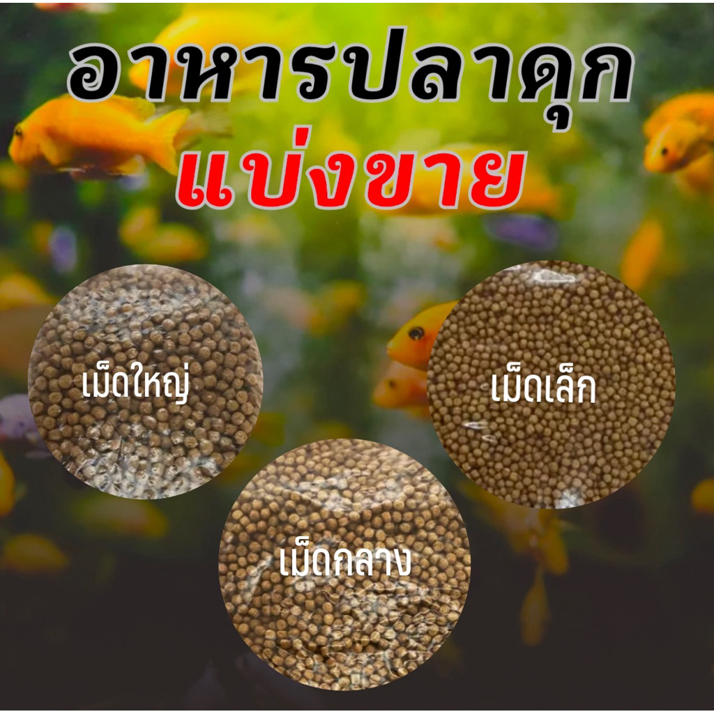 อาหารปลาดุกเล็ก กลาง ใหญ่ ไรแดง macrocopa ไรแดงมาโครโคปา ซากุระ อามิ น้ำเขียว อนุบาลลูกปลา