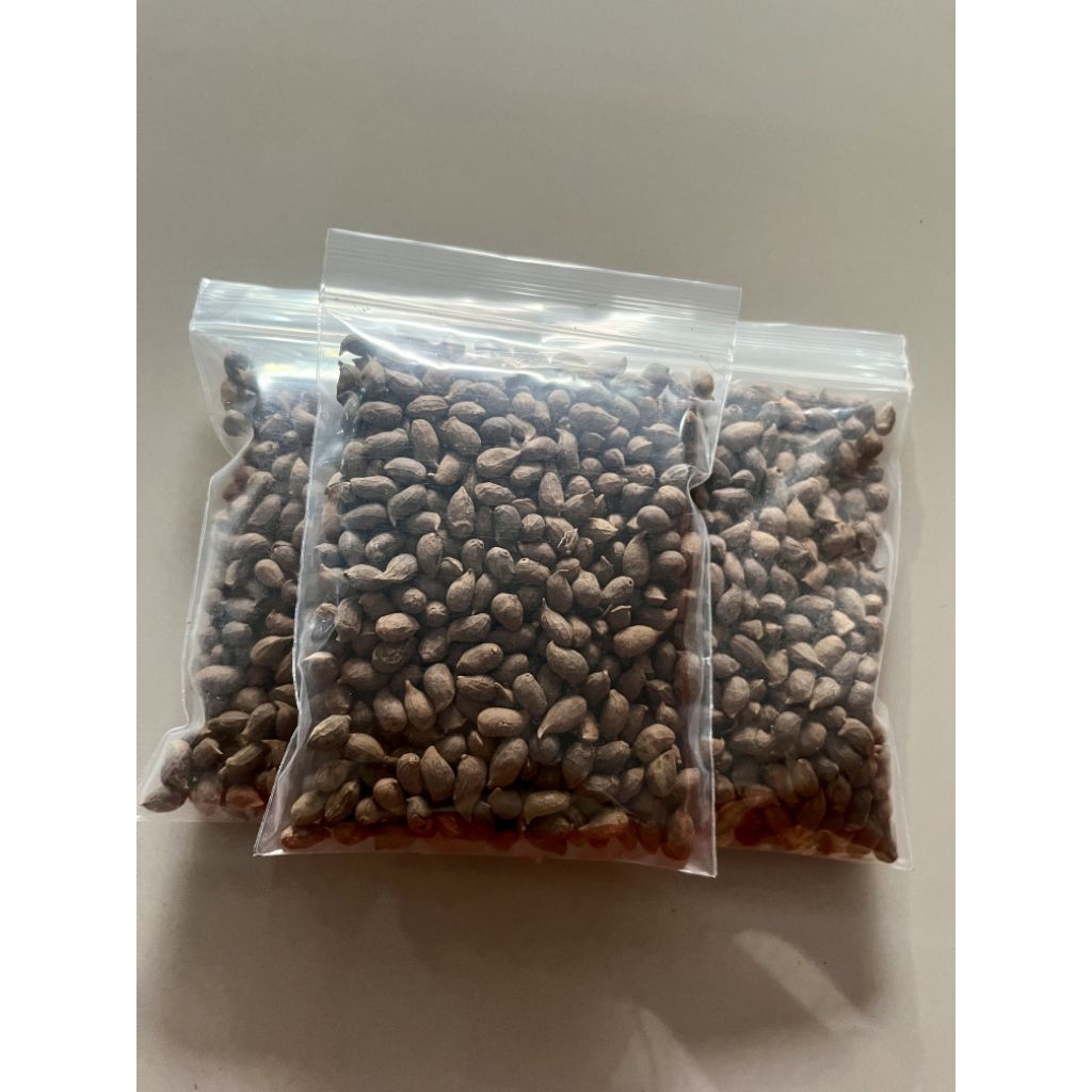 เมล็ดพันธุ์ถั่วบราซิล ถั่วบราซิล 50 เมล็ด  บำรุงดิน