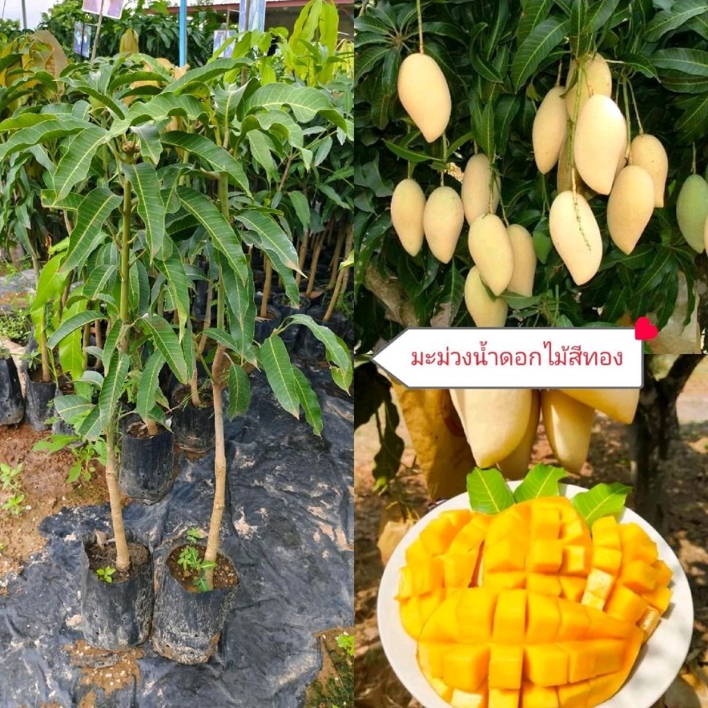 ต้นมะม่วงน้ำดอกไม้สีทองลูกใหญ่ เป็นสีเหลืองนวลทอง ต้นพันธุ์เสียยอด สูง 60-80 cm รากเดินดี 1ปีได้รับประทาน

